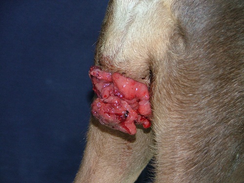 Венерическая саркома у собак Фото