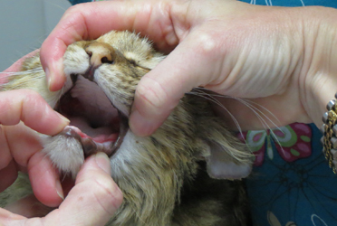 Стоматит у кошек фото