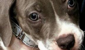 Микоплазмоз у собак Фото