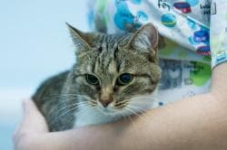 Токсоплазмоз у кошек