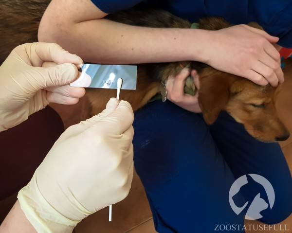 у кошки чешется ухо