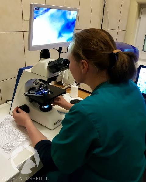 у кошки чешется ухо