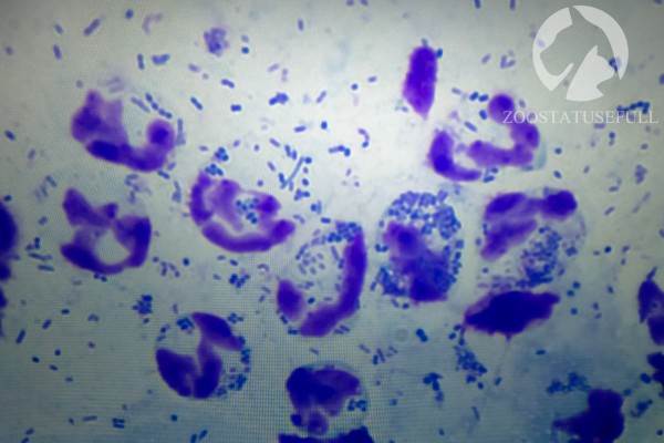 у кошки чешется ухо