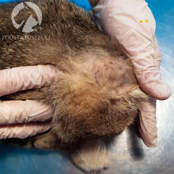 у кошки чешется ухо