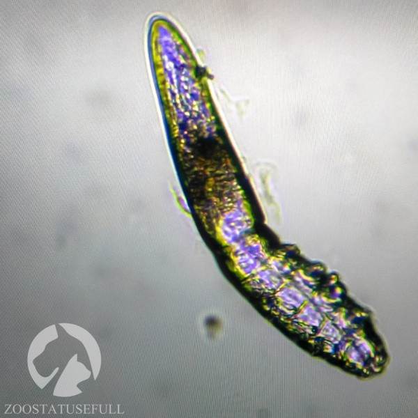 у кошки чешется ухо