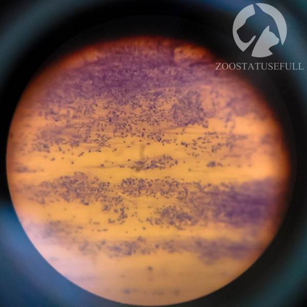 у кошки чешется ухо