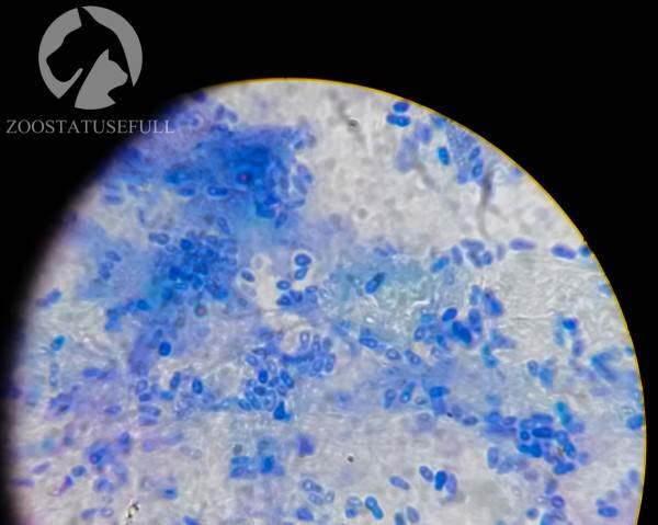 у кошки чешется ухо