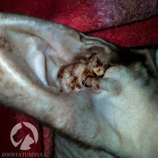 у кошки чешется ухо