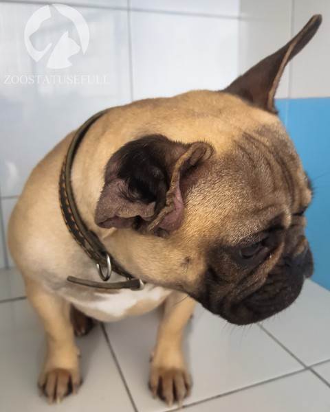 у кошки чешется ухо