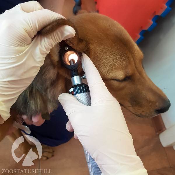 у кошки чешется ухо