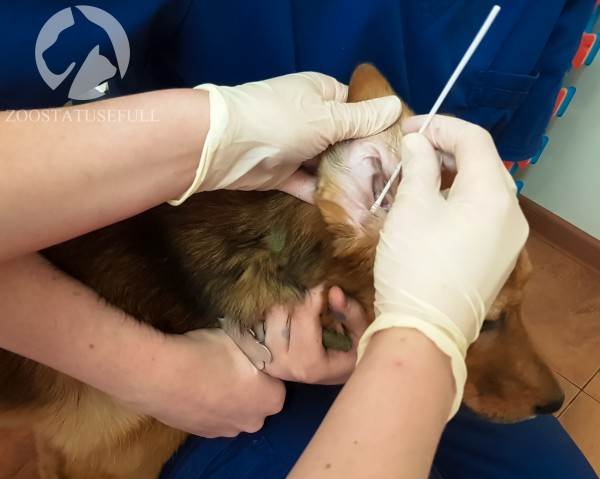 у кошки чешется ухо