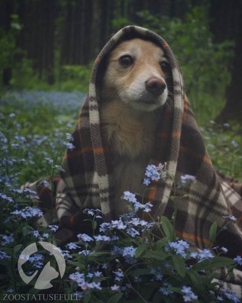 интересные истории о собаках