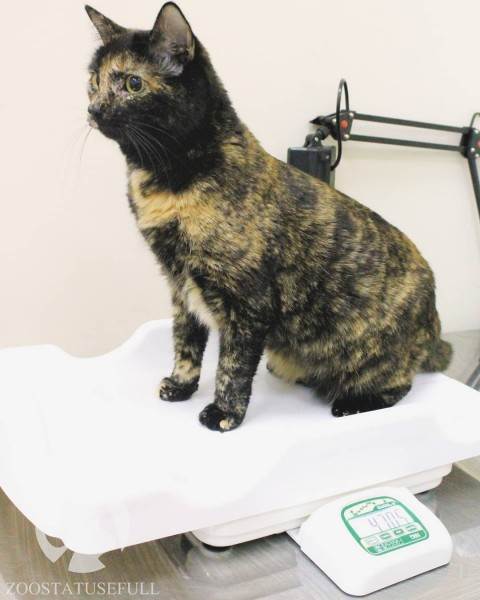 интересные истории о собаках