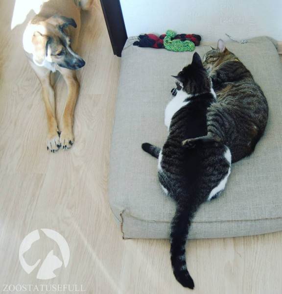 интересные истории о собаках