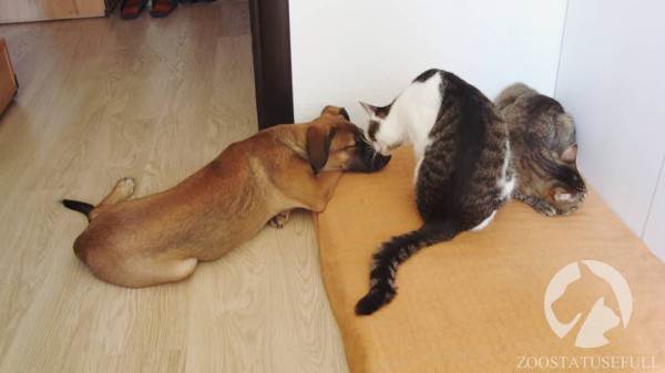 интересные истории о собаках