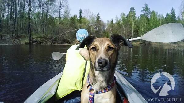 интересные истории о собаках