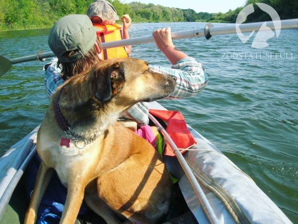 интересные истории о собаках