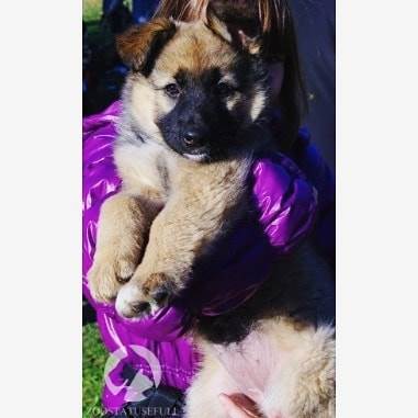 интересные истории о собаках