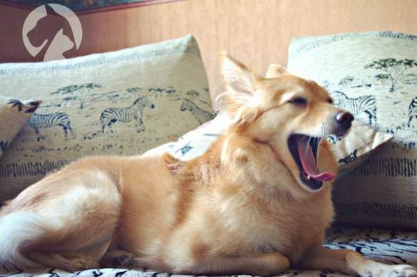 интересные истории о собаках