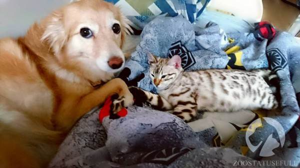 интересные истории о собаках