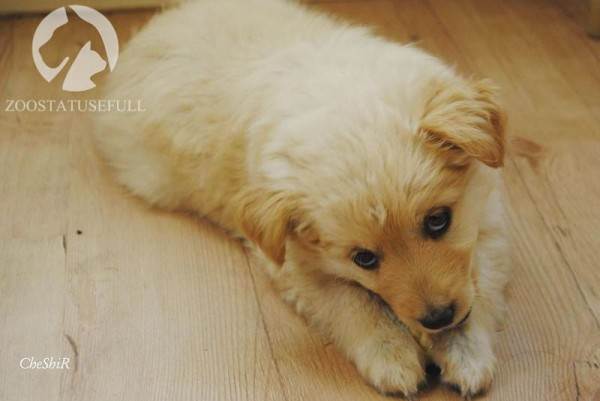 интересные истории о собаках