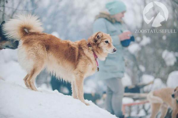 интересные истории о собаках