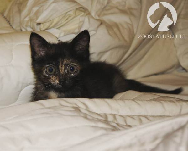 интересные истории о собаках