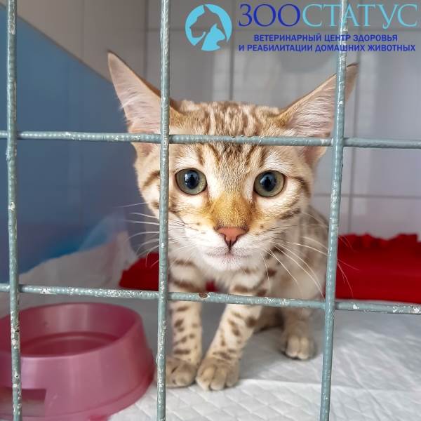 гиперпаратиреоз у кошки