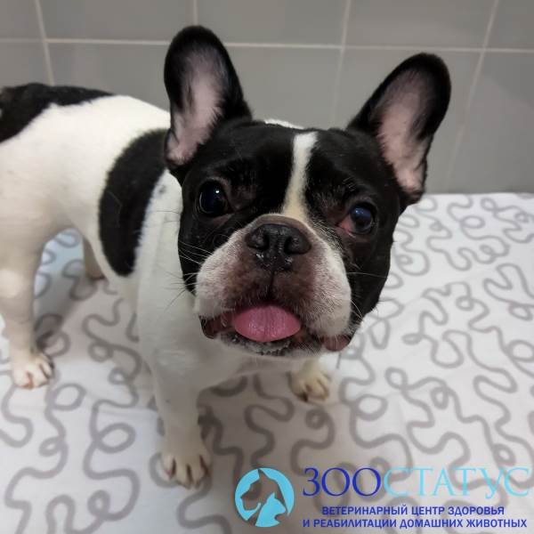 пищевая аллергия у собаки