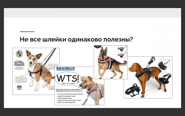 выбор шлейки для собак