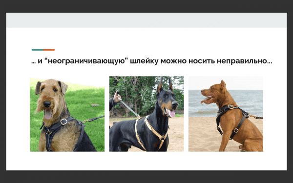 выбор шлейки для собак