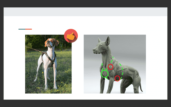 выбор шлейки для собак