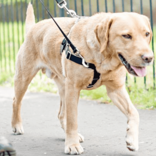 выбор шлейки для собак