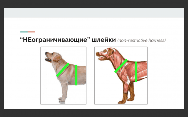 выбор шлейки для собак