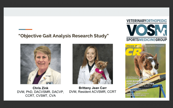 выбор шлейки для собак