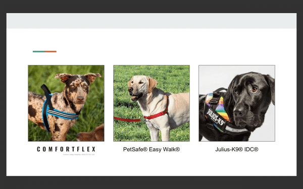 выбор шлейки для собак