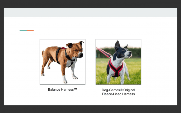 выбор шлейки для собак