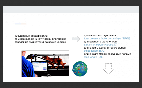 выбор шлейки для собак
