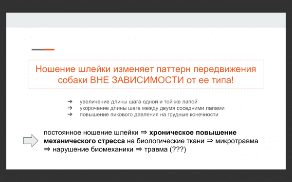 выбор шлейки для собак