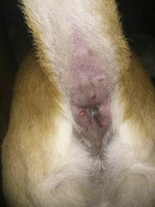 Анальный фурункулёз Фото