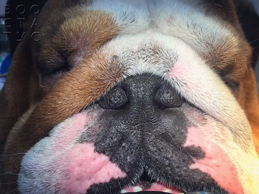 брахицефалический синдром