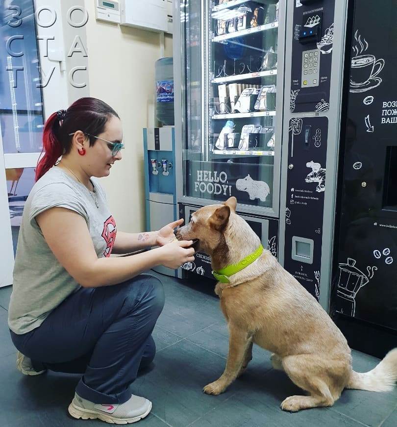 белый кал у собаки