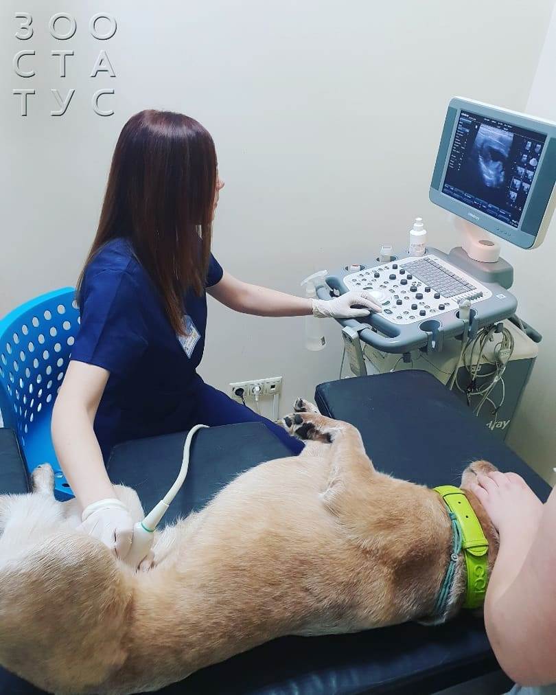 белый кал у собаки