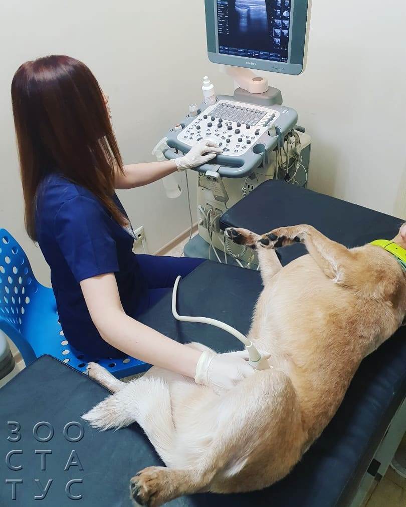 белый кал у собаки