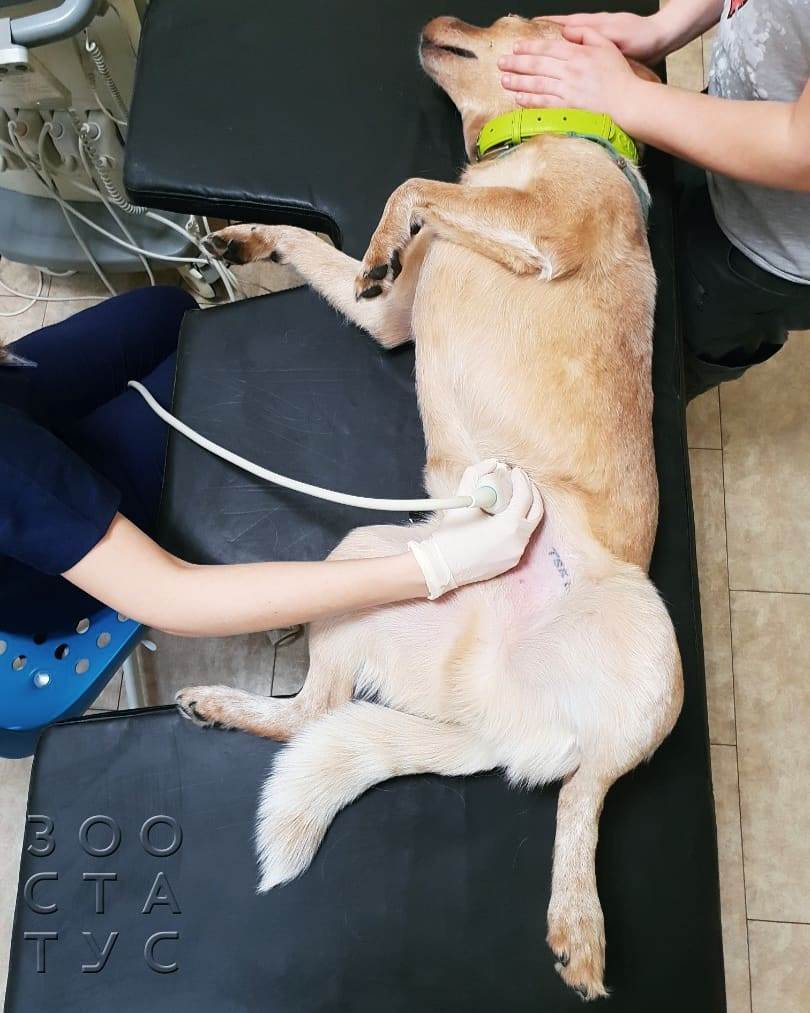 белый кал у собаки