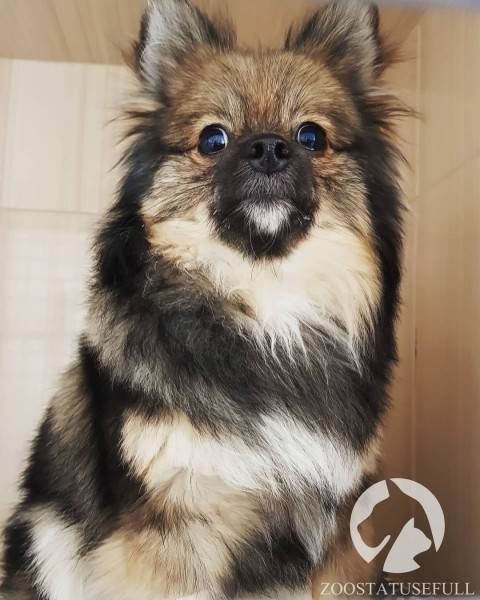 бешенство у домашних животных