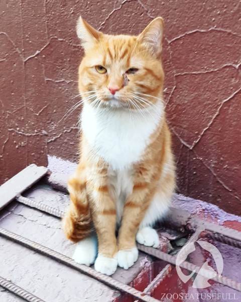 бешенство у домашних животных