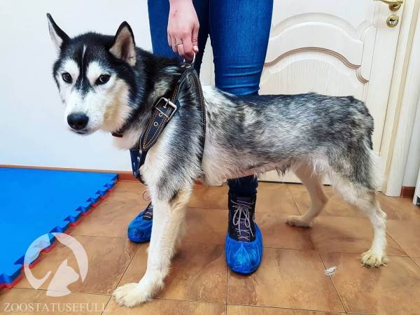 бешенство у домашних животных