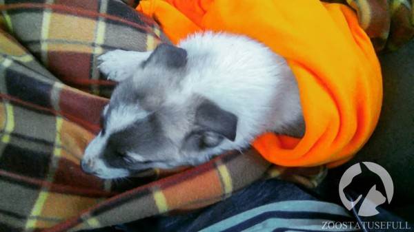 что делать если подобрали на улице щенка