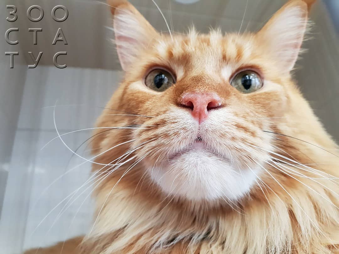 болит лапа у кошки